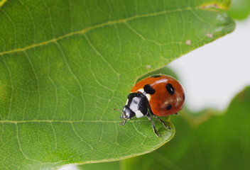 ladybug on green plant