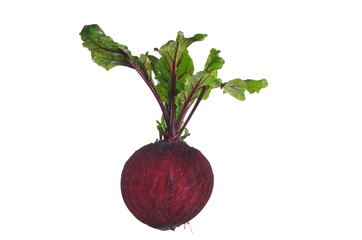 growing red beetroot