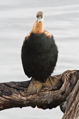 Funny African Darter