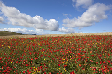 agricultural landscape with wildflowers