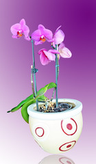 orchid with leaves and pot in purple background