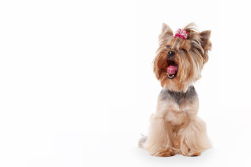 yorkie puppy on white gradient background