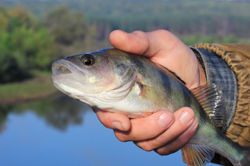 bass in the hand of fisherman