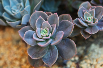 Peacock Echeveria Cactus in Phuket Botanic garden