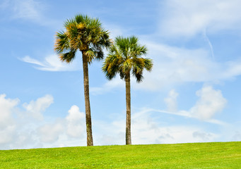 twin palmtrees in a lush meadow against the blue sky