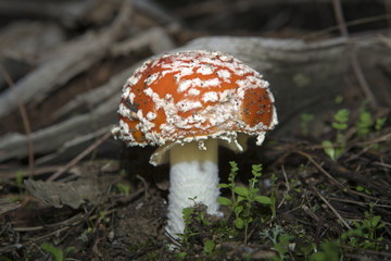 fly agaric 3