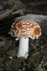 fly agaric 2