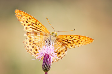 Butterfly starring at the camera