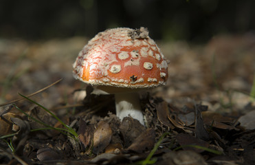 fly agaric