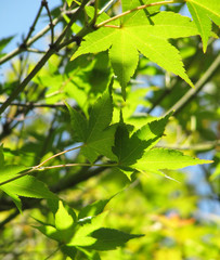 Green leaves of a Japanese maple