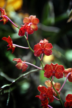 fleur de taillande