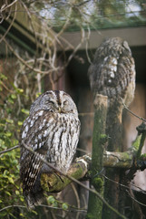 Pärchen Eulen