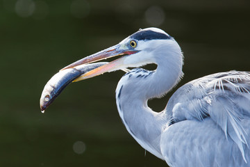 Great blue heron spears a fish