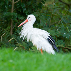 Fototapeta premium Stork in its natural habitat
