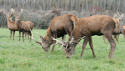 Red english deers browsing on meadow