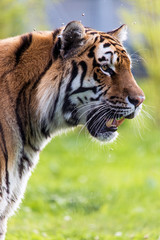 Tiger Profile