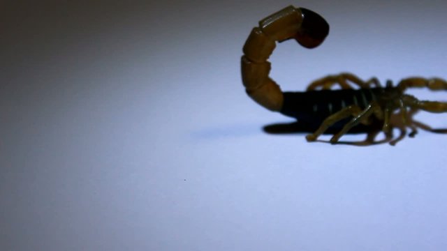 escorpión