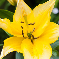 Yellow Lily