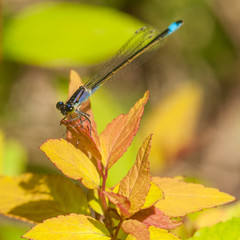 Sunbather