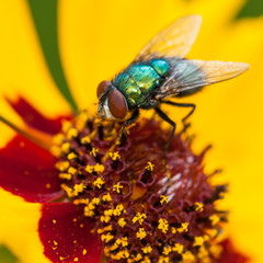 Colourful Companions