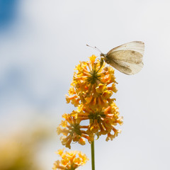 Large White