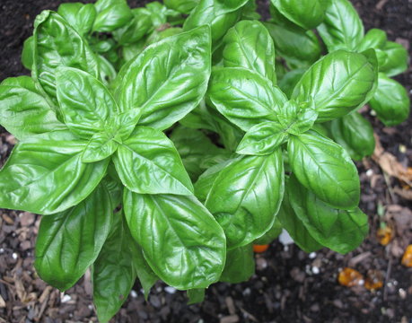 Fresh Basil Plant Growing In Summer Garden