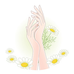 Beautiful woman's hands with chamomile flowers