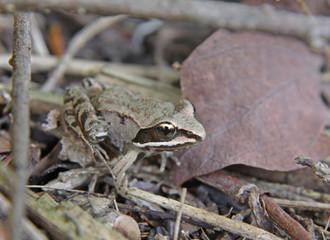 A Wood Frog (Rana sylvatica) on the floor of the forest..