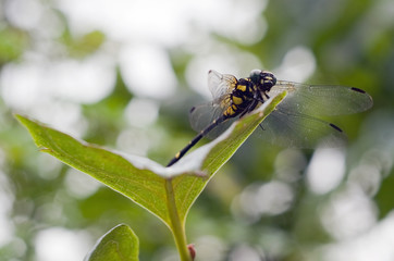 Macro image of Chinese big dragonfly (insect) on the leaf