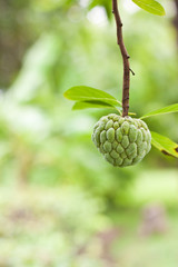 Custard apple in garden