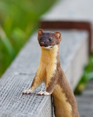 Weasel