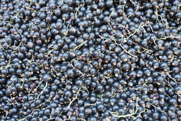 Fresh blackberries.