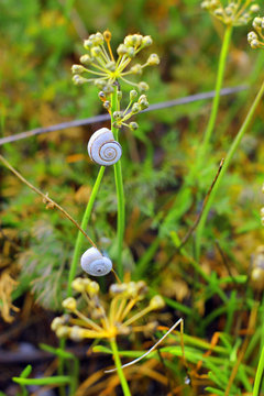 Snails on the plants on the summer field