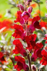 Loewenmaul rot - snapdragon red 01