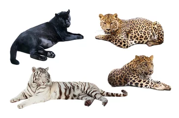Fototapete Panther liegende große Wildkatzen. Isoliert über weiß