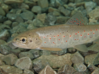 Bachforelle (Salmo trutta forma fario)