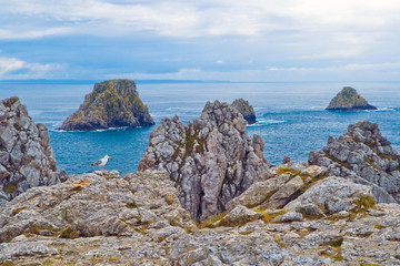 Fototapeta premium Seagull on the rocks, Bretagne