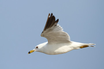 Ring Billed Gull in Flight Against a Blue Sky - Ontario, Canada