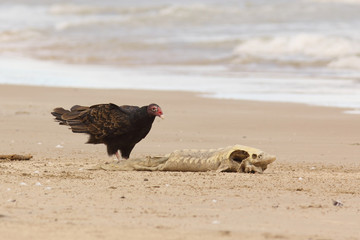 Turkey Vulture Examining a Dead Lake Sturgeon on the Beach