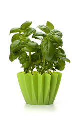 Naklejka premium Sweet basil leaves