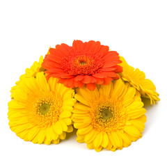 Beautiful daisy gerbera flowers