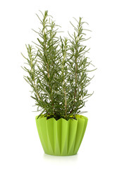 Sweet rosemary plant