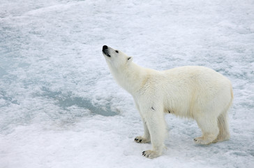 Polar bear in natural environment