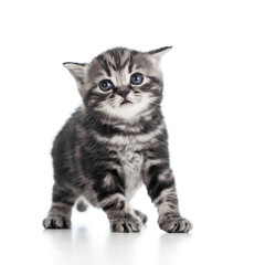 funny black cat kitten isolated on white