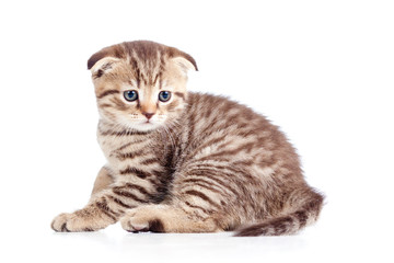 little cat kitten isolated on white