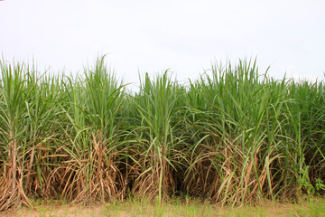 Sugar cane plantation