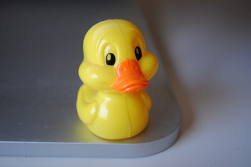 Pato