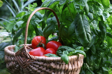 tomaten und basilikum