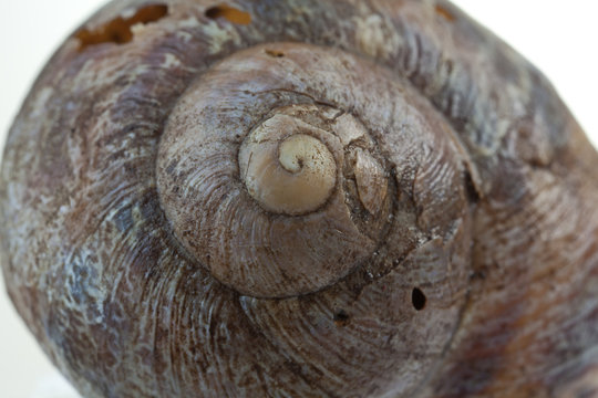 Snail Shell Background
