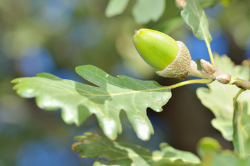 acorn and leaves